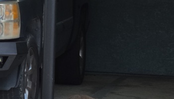 Dark pickup truck parked in a dim garage, with a fluffy light brown dog lying on the floor.