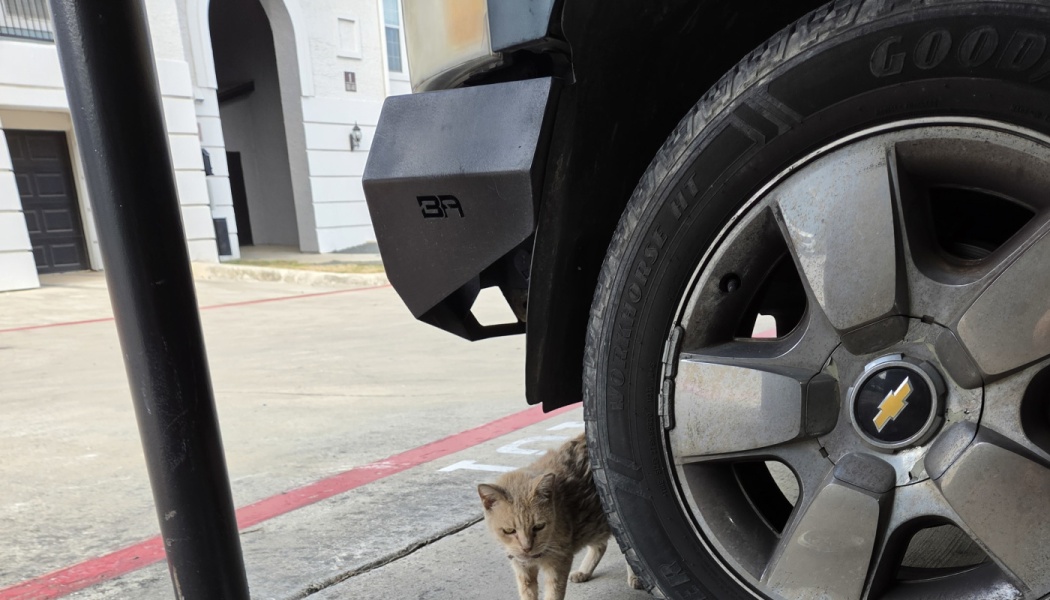 A small, scruffy stray cat standing next to the large front tire of a parked Chevrolet truck.