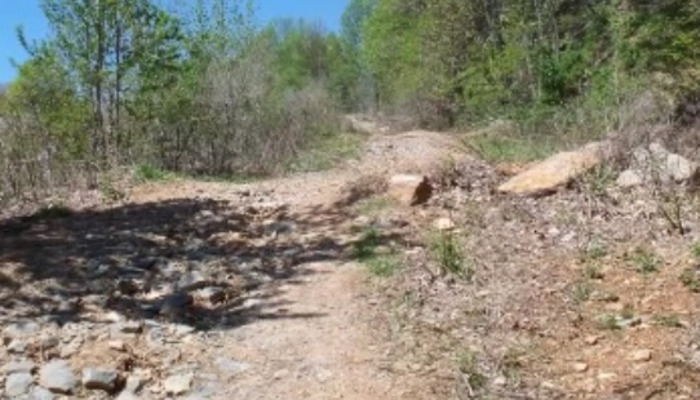 A rocky, unpaved dirt path leading uphill through a wooded area on a sunny day.