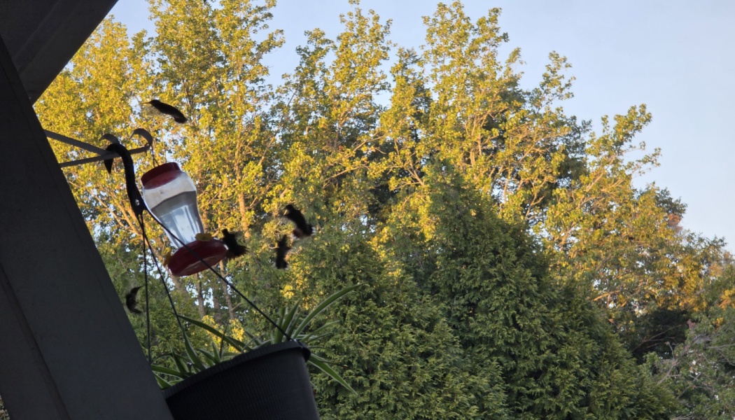 Hummingbirds hover around a hanging nectar feeder outside, with lush green trees in the background.