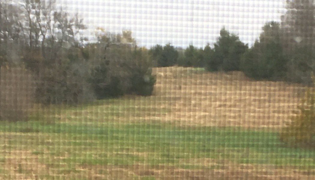 View through a window screen of a grassy field surrounded by trees.