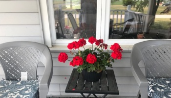 Bright red geraniums in a black pot on a small table flanked by two grey patio chairs on a house porch.