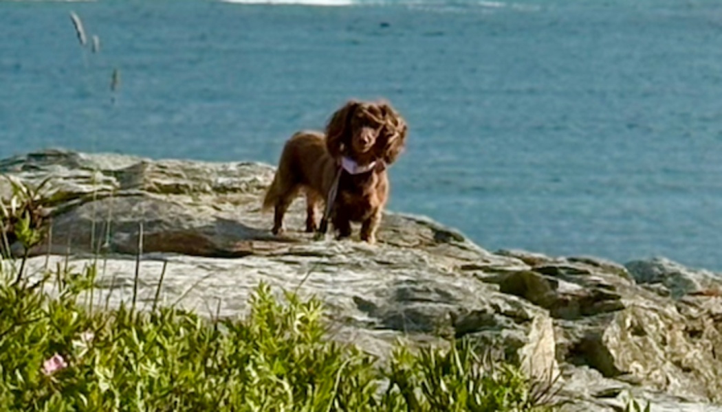 A long-haired brown dachshund stands on a rocky cliff overlooking the blue ocean.