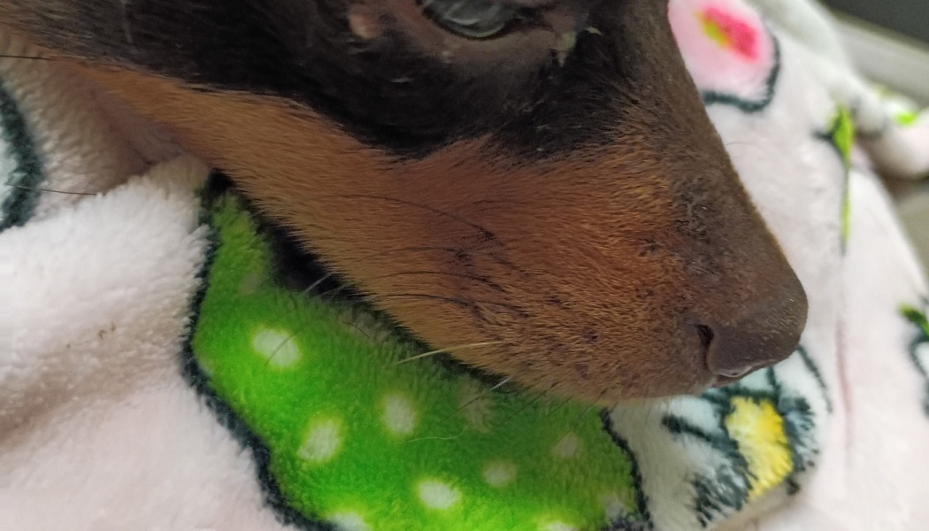 Close-up of a small black and tan dog resting its snout on a soft blanket.