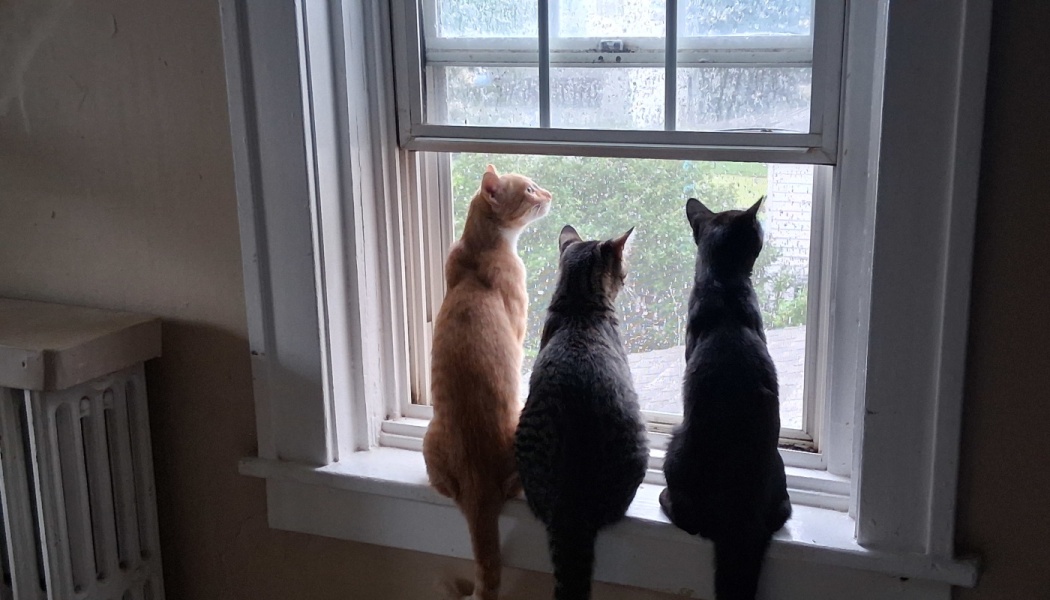 An orange cat, a grey tabby, and a black cat sit side-by-side on a white windowsill looking out a window.