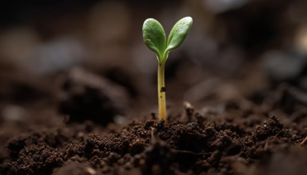 A small green seedling sprouting from dark, rich soil.