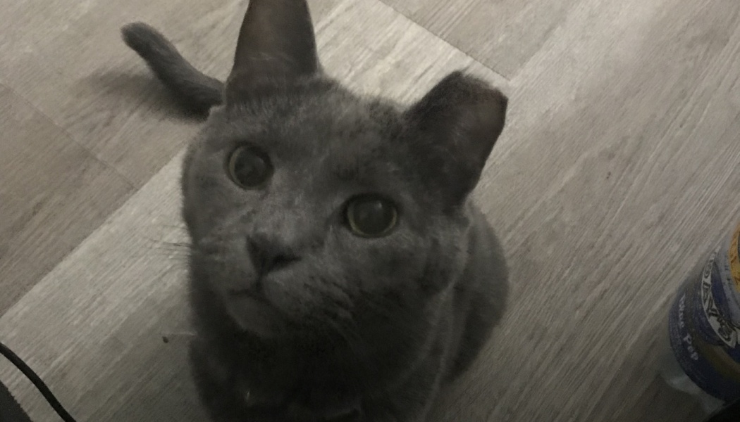 A grey cat with wide eyes and a tipped ear looking directly up at the camera.
