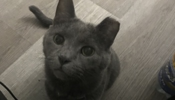 A grey cat with wide eyes and a tipped ear looking directly up at the camera.