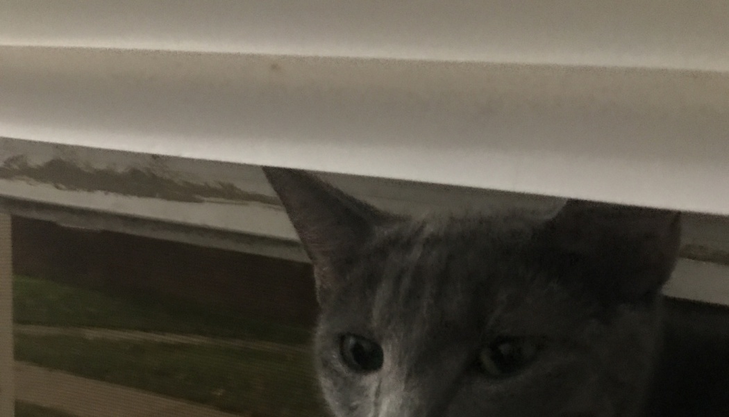 A curious gray cat peeking out from under white window blinds.