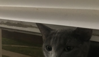 A curious gray cat peeking out from under white window blinds.