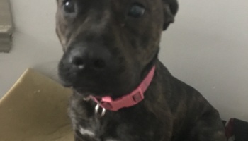 Close-up of a dark brindle puppy wearing a bright pink collar looking directly at the camera.