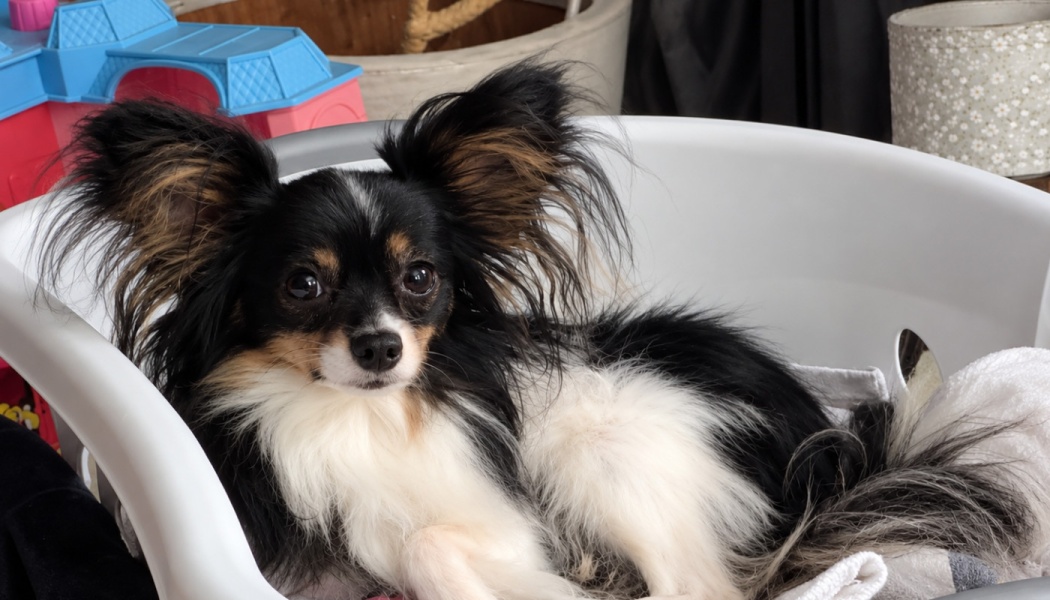 A fluffy black, white, and tan Papillon dog with large fringed ears resting inside a white laundry basket.
