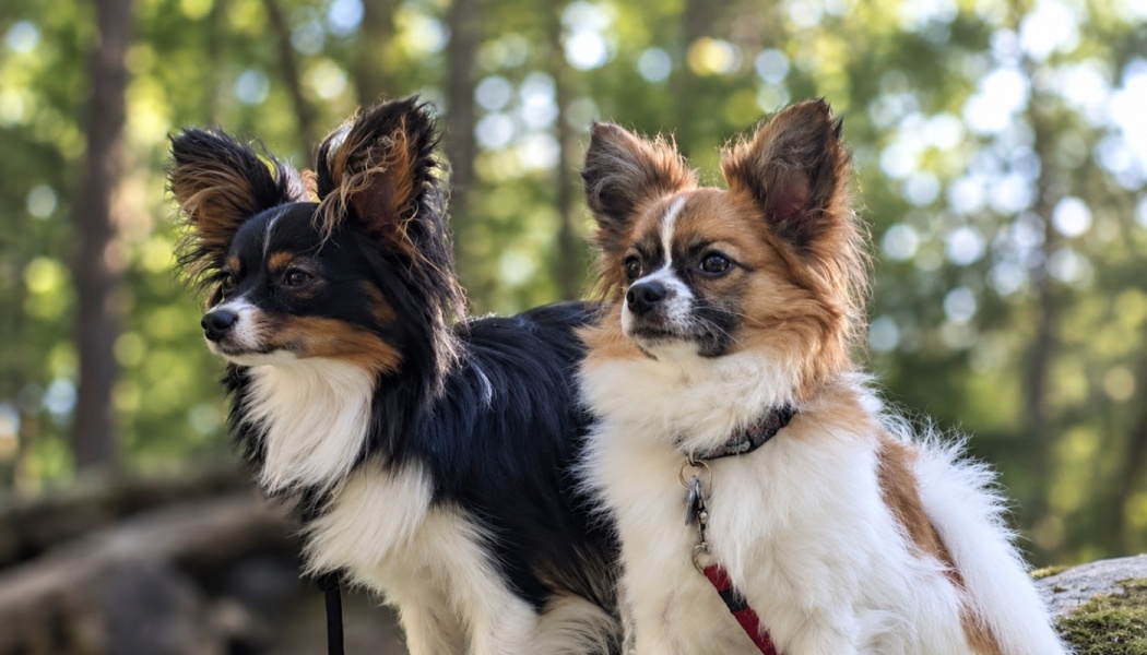 Two small, fluffy Papillon dogs standing side by side in a sunny forest.
