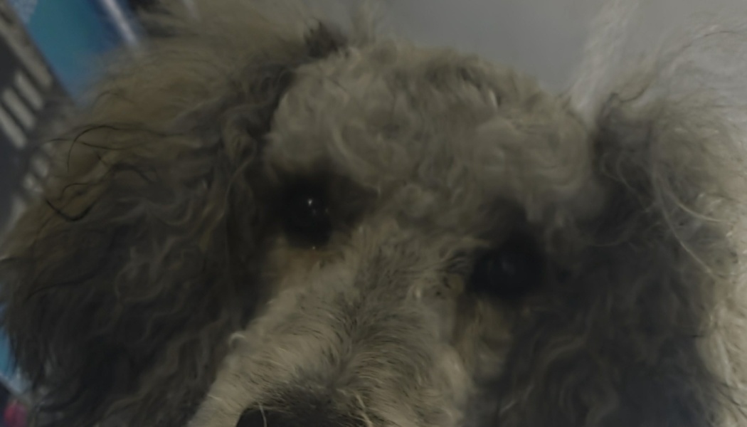 Close-up of a fluffy grey poodle with dark, expressive eyes looking directly at the camera.
