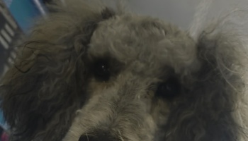 Close-up of a fluffy grey poodle with dark, expressive eyes looking directly at the camera.