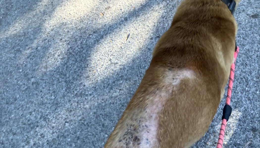 A tan dog on a pink leash with severe hair loss and skin irritation visible along its back.