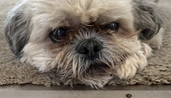 A small, fluffy Shih Tzu dog rests its head on a carpeted floor, looking directly into the camera.