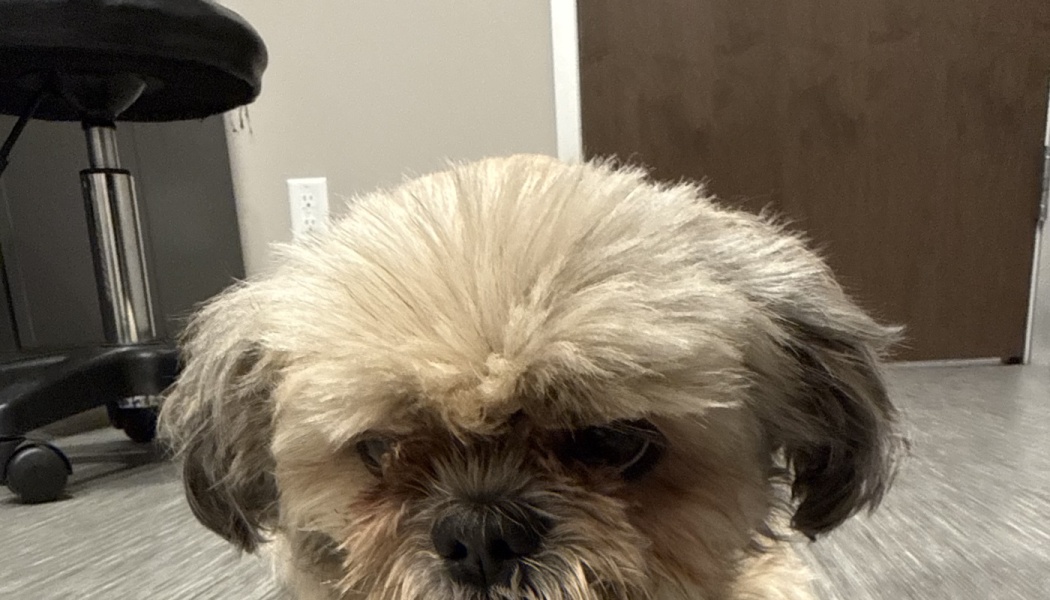 Close-up of a small, fluffy tan dog looking directly at the camera.
