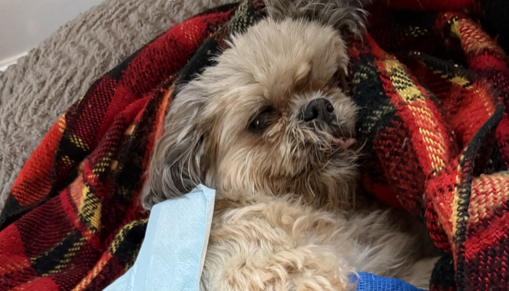 A small fluffy tan dog rests wrapped in a cozy red plaid blanket with its tiny tongue sticking out.