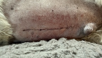 Close-up of a dog's shaved abdomen showing a long surgical incision with stitches.