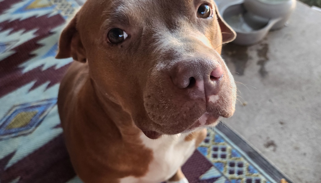 Close-up of a brown pit bull looking up at the camera with gentle, attentive eyes.
