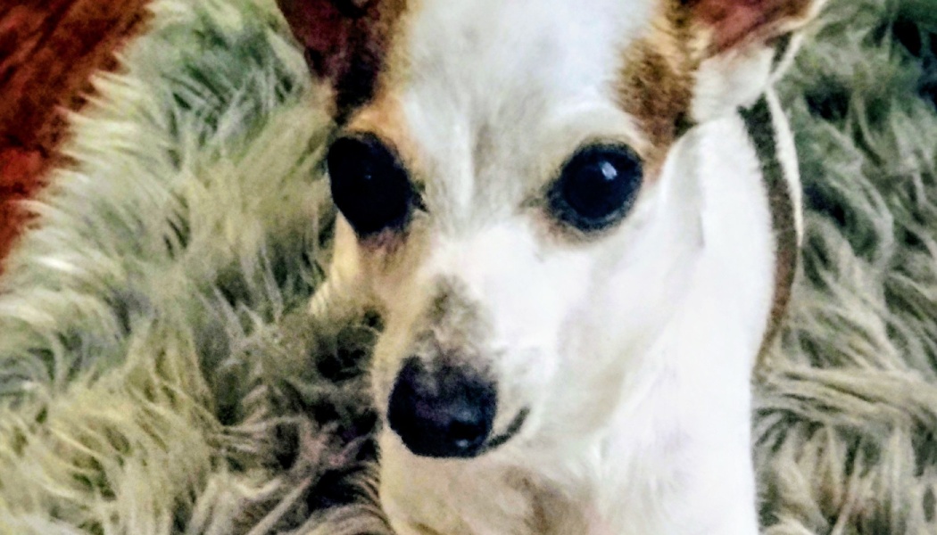 Close-up of a small white and brown dog with large dark eyes resting on a fluffy grey rug.