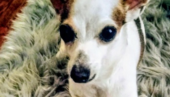 Close-up of a small white and brown dog with large dark eyes resting on a fluffy grey rug.