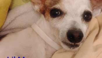Close-up of a small white and tan dog with large dark eyes lying wrapped in cozy blankets.