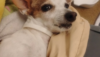 A small white and tan dog with dark eyes lies comfortably wrapped in cozy blankets.