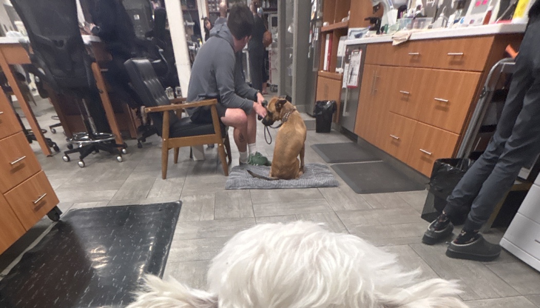 A man sits with a brown dog at a vet clinic, viewed from behind a fluffy white dog in the foreground.