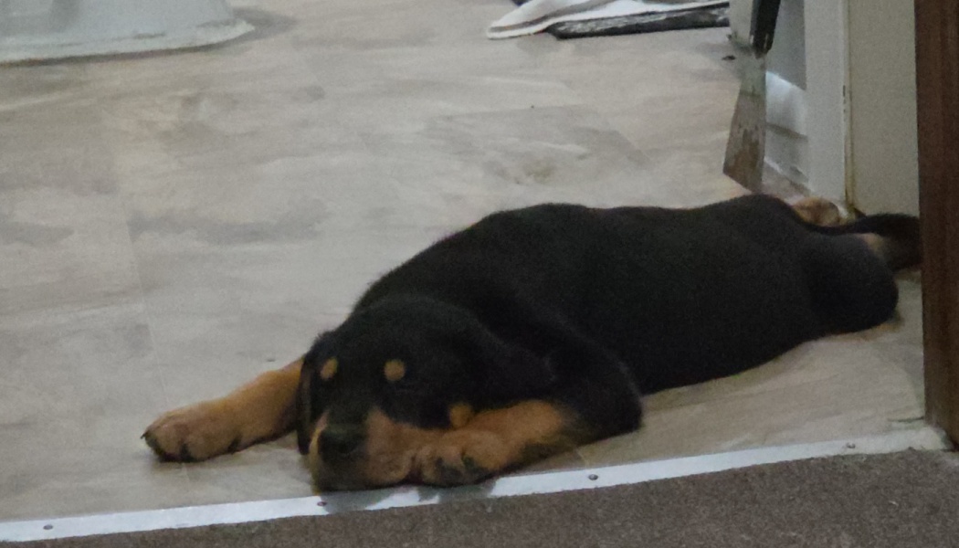 A black and tan Rottweiler puppy lying flat on its belly on a linoleum floor.