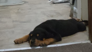 A black and tan Rottweiler puppy lying flat on its belly on a linoleum floor.