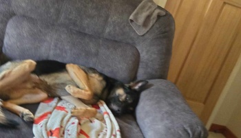 A black and tan German Shepherd mix lies on its back on a grey sofa, looking up at the camera.