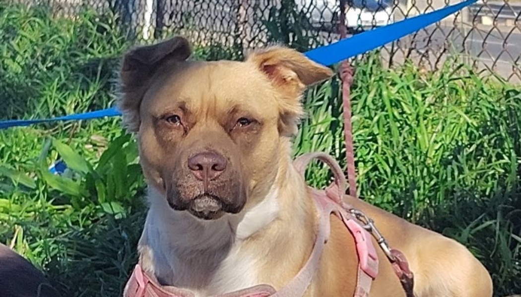 A tan and white dog with folded ears wearing a pink harness sits outdoors in the grass.