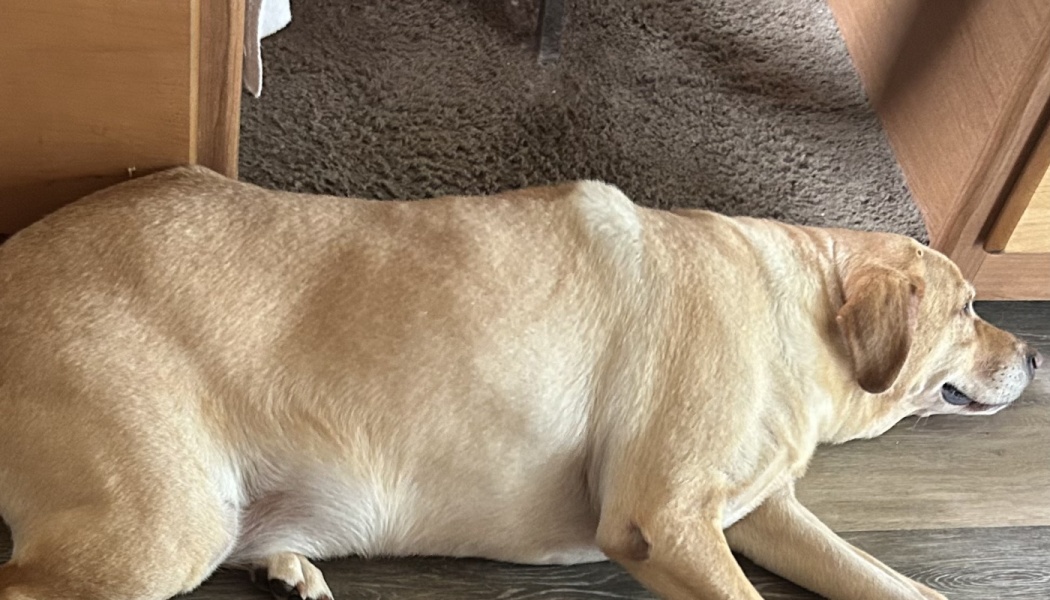 A large yellow Labrador retriever lying down on the floor near wooden furniture.