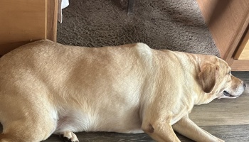 A large yellow Labrador retriever lying down on the floor near wooden furniture.