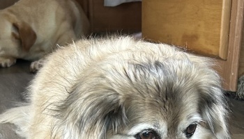 A fluffy, light-colored dog resting on the floor with another dog lying down in the background.