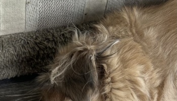 Close-up of a scruffy, fluffy tan dog resting on the floor next to a couch.