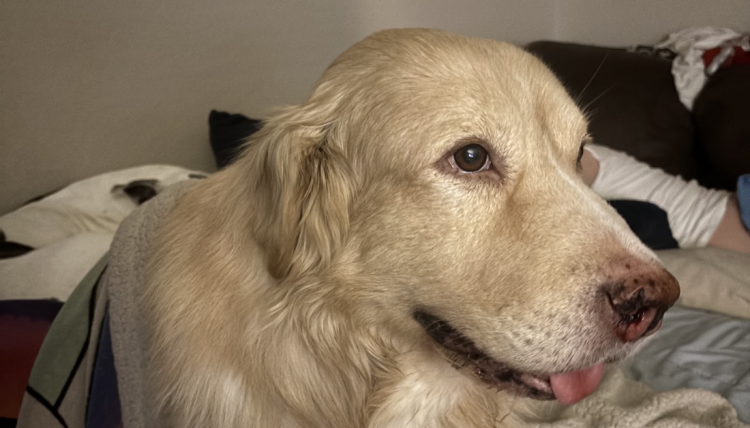 Close-up of a golden retriever with an injured, bloody nose looking gently to the side.