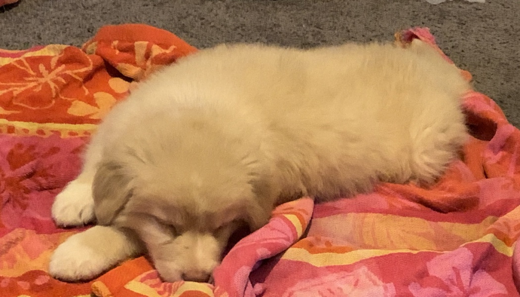 A fluffy cream-colored puppy sleeping peacefully on a bright pink and orange blanket.