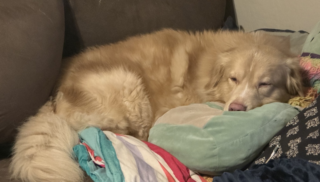 A fluffy golden dog sleeping peacefully on a couch with its head resting on a soft green pillow.