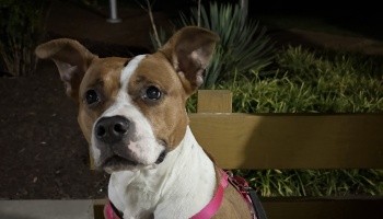 A brown and white dog wearing a pink harness looks at the camera with large, attentive eyes outdoors at night.