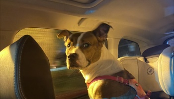 A brown and white pit bull mix wearing a red harness looking back from the backseat of a car at night.