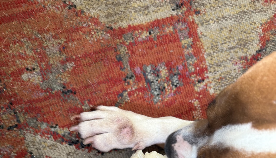 A dog's white paw with irritated pink skin resting on a patterned red rug.