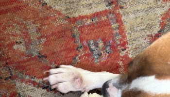 A dog's white paw with irritated pink skin resting on a patterned red rug.