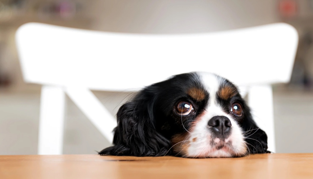 A small Cavalier King Charles Spaniel resting its chin on a wooden table, looking up wistfully with big brown eyes.