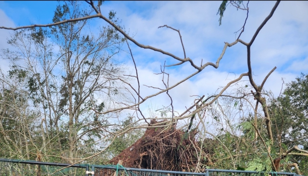 A massive uprooted tree with exposed roots and tangled branches behind a fence after a storm.