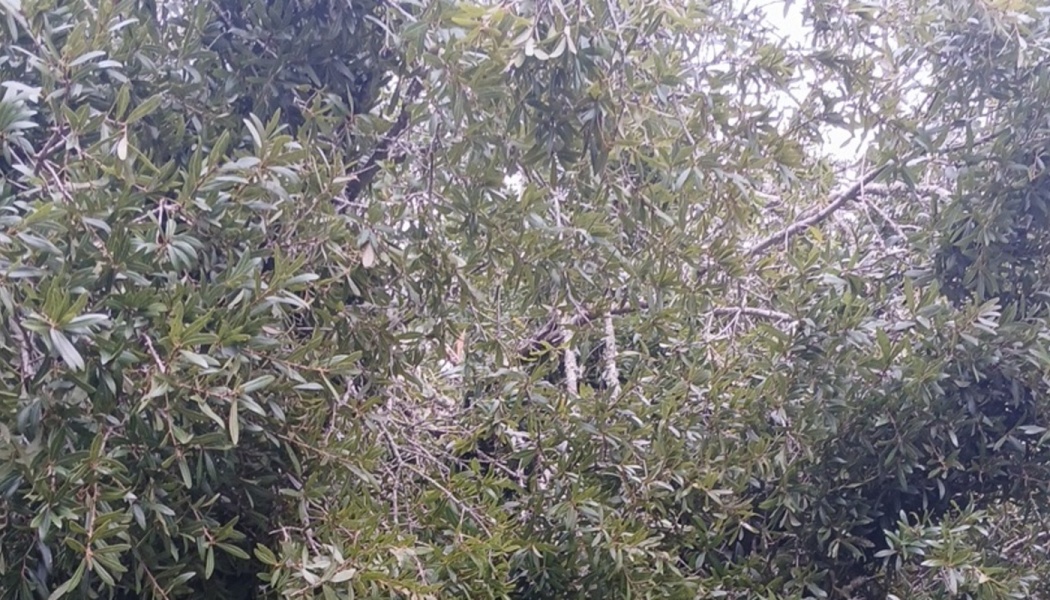 Dense foliage of a green leafy tree with interwoven branches filling the frame.