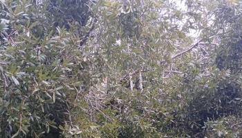 Dense foliage of a green leafy tree with interwoven branches filling the frame.