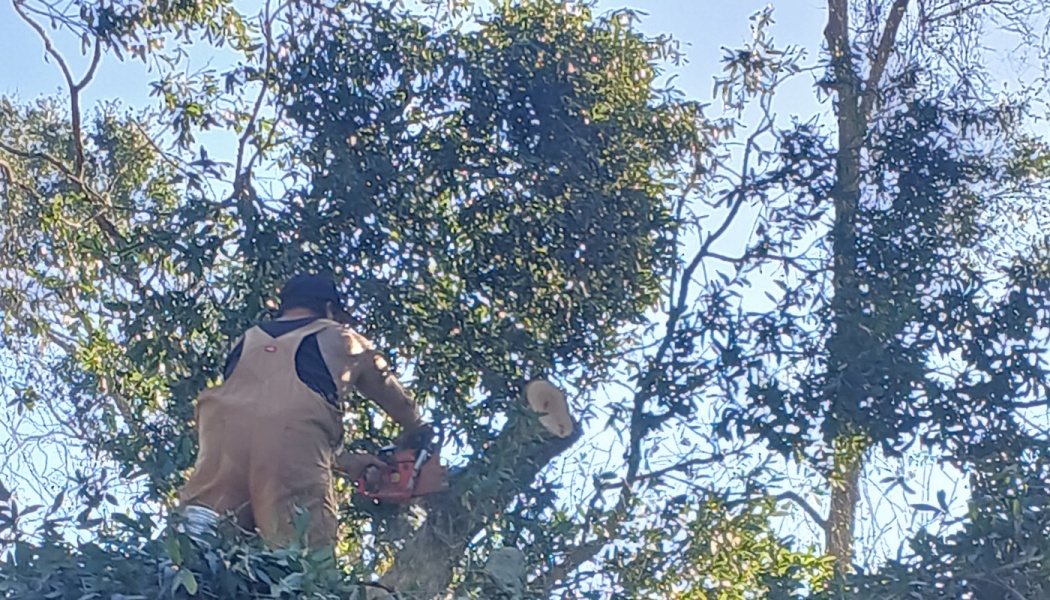 A worker in tan overalls uses a chainsaw to trim a branch high up in a tree.